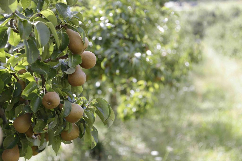 The Pear Orchard Lodge Ричмонд Экстерьер фото